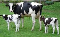 Resultado de imagen para como pyme microempresa mini vacas lecheras rentabilidad