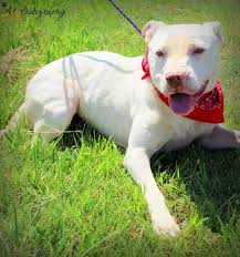 Pin On Animal Rescue 911