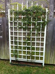 Best plants to grow on a grid trellis: Train Vines To Improve Appearance