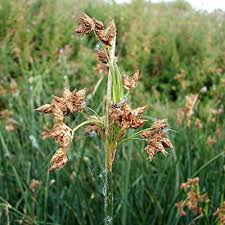 Image result for Schoenoplectus scirpoides
