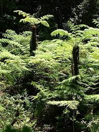 Image result for Cyathea mossambicensis