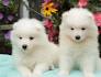 PuppyFind | Samoyed Puppies for Sale