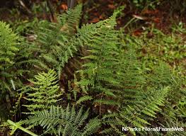 Image result for Pityrogramma aurantiaca