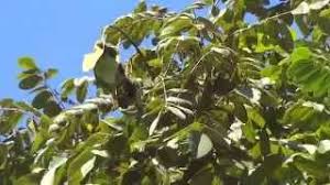 Image result for Centrolobium