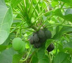 Maka dari itu, tanaman yang dikenal sebagai apotik hidup itu, banyak yang mencarinya karena dipercaya dapat menyembuhkan berbagai macam penyakit. Gerakan Menanam Pohon Jarak Posts Facebook