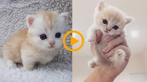 Baby Cats Funny And Cute Cat Videos Compilation 2019 Baby Cat Cats Compilation Cute Funny Videos The Benefits Of Pet In 2020 Baby Cats Cute Cat Gif Funny Cats