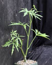 Image result for Cissus quadrangularis