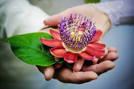 Image result for Indigofera ischnoclada