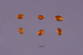 Image result for Eragrostis gangetica