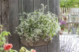 Zauberschnee So Erhalst Du Dank Richtiger Pflanzung Und Pflege Eine Gesunde Pflanze Pflanzen Kubelpflanzen Topfgarten
