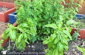 Check spelling or type a new query. 85 Deer Resistant Plants For Your Garden Get Busy Gardening