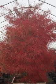 Maybe you would like to learn more about one of these? Acer Palmatum Fairy Hair Japanese Garden Plants Japanese Maple