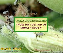 Keep checking your plants, at least daily. Black Gold How Do I Get Rid Of Squash Bugs
