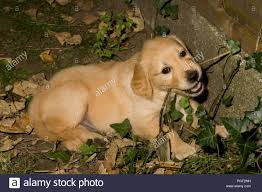 What dogs were used to get a golden retriever? Golden Retriever Puppy In Wooden Basket With Purple Flowers Usa Stock Photo Alamy