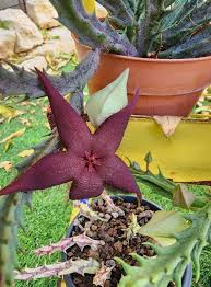 Image result for Emilia schinzii