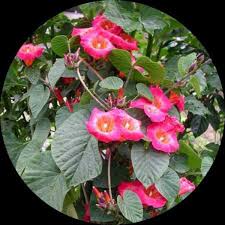 Image result for Stictocardia beraviensis