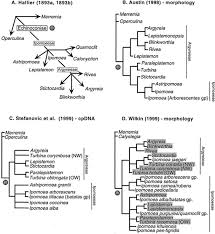 Image result for Astripomoea grantii