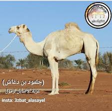 سلطان بن خليفة 0.8 كيلو متر. Ø±Ø§Ø¹ÙŠ Ø§Ù„Ø®ÙŠØ§Ù„ÙŠÙ‡ En Twitter Ø¬Ù„Ù…ÙˆØ¯ Ù„ Ø¨Ù† Ø¯ØºØ§Ø´ Ø§Ù„Ø§Ø¨ Ø¬Ù„Ù…ÙˆØ¯ Ø¨Ù† Ø·Ø­Ù†ÙˆÙ† Ø§Ù„Ø§Ù… Ø¨Ù† Ø³Ù…Ø±Ø§Ù† Ø¨Ø¹ÙŠØ± Ù…Ø¸ÙØ± Ø¨Ù† Ø®Ù…ÙˆØ´Ù‡ Ù…Ù‡Ø¬Ù† Ø§Ù„Ø§Ù†Ø¬Ø§Ø²Ø§Øª Ù…Ø´Ø±Ø§Ù‰ Ù…Ù† Ø§Ù„Ø³Ø¹ÙˆØ¯ÙŠÙ‡ Ø¹Ù„Ù‰ Ø³Ø¨Ù‚ ÙˆÙ„Ù‡ Ø¹Ø¯Ø© Ø³Ø¨Ù‚Ø§Øª ÙÙŠ Ø§Ù„Ù…Ø±Ù…ÙˆÙ… ÙˆØ§Ù„Ø¯ÙˆØ§Ø±Øª