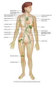 Lymph Nodes In The Body Diagram Different Lymph Node In