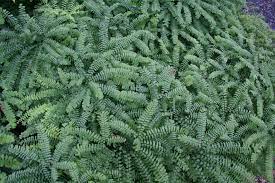 Add Mystery With Ferns Ecological Landscape Alliance