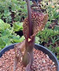 Image result for Sauromatum venosum