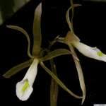 Image result for Nervilia crociformis