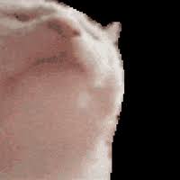 Transparent smoke tulle smoke white smoke smog beautiful. Pop Cat Gifs Get The Best Gif On Giphy