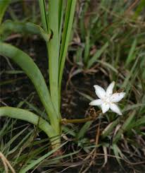 Image result for Chlorophytum affine