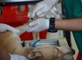 We did not find results for: My Dog Ate Chocolate What To Do Republic Veterinary Hospital