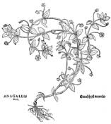 Image result for Anagallis pumila