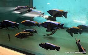 Image result for Exochaenium exiguum