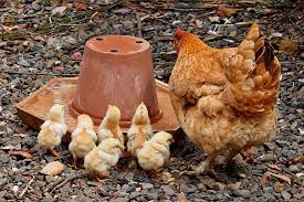 En effet, toute la phase de démarrage détermine le développement des salut, j'ai mon poussin de 40jours qui est mort d'une maladie etrenge sous forme de rhume. Elevage De Poussins Conseils Et Bonnes Pratiques