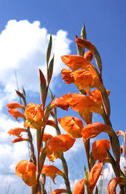 Image result for Gladiolus dalenii