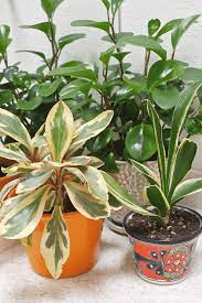 A wide variety of buy potted flowers options are available to you, such as usage condition, material, and plastic type. 10 Stores Where You Can Buy Indoor Plants Online