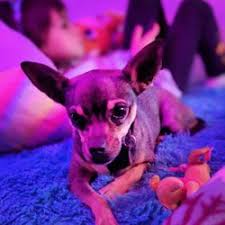 501(c)(3) non profit our mission is to explore every medical opportunity available for each rescue, and to give them a fair. Top 10 Best Animal Shelters Near Popocatepetl 5510 Ciudad Juarez Chihuahua Mexico Last Updated December 2020 Yelp