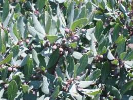 Image result for Euclea