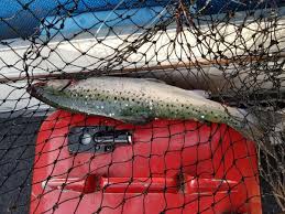 New to trolling, no luck yet