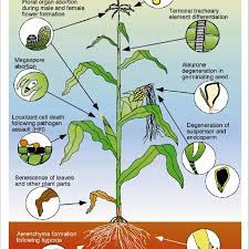 We did not find results for: Locations Of Cell Death Events In Maize Cells Tissues Or Organs That Download Scientific Diagram