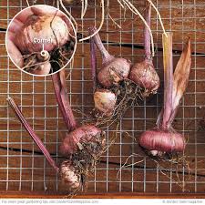 We did not find results for: How To Save Gladiolus For Next Season Gladiolus Bulbs Fruit Garden Plans Gladiolus