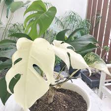 Good Day From Super White Twins Monstera Whitemonstera Plantsdecor Monsteradeliciosa Plant Decor Plants Monstera Deliciosa