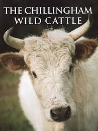 Image result for chillingham cattle
