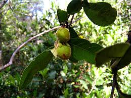 Image result for Paropsia