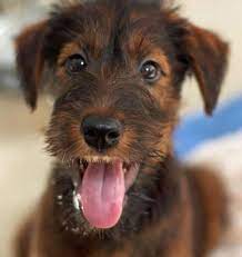 Obi Wan The Irish Terrier Irish Terrier Puppies Irish Terrier Puppies