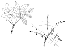 Image result for Lannea welwitschii