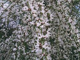 White Weeping Broom Humility Neatness Australian Native Plants Native Plants Plants