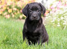 Destry was great to work with as we. Labrador Retriever Black Puppies For Sale Puppy Adoption Keystone Puppies
