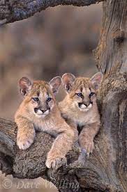 656326036 A Pair Of Captive Mountain Lion Cubs Felis Concolor Sit In The Notch Of A Tree Staring Out At Their Habitat In Animals Wild Wild Cats Beautiful Cats