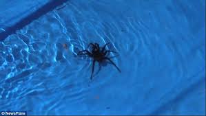 This content is imported by day three, tripp had begun acting out, cursing at people around him, and hallucinating spiders. Funnel Web Spiders Go To Pools In Australia Heatwave Daily Mail Online