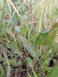 Image result for Rumex ruwenzoriensis