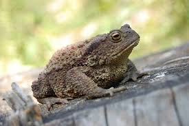 Toad poisoning (or toxicity) occurs when a dog is exposed to the toxins secreted by certain species of toads. Bufo Toad Toxicity In Dogs Symptoms Causes Diagnosis Treatment Recovery Management Cost
